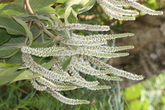 Colebrookea oppositifolia